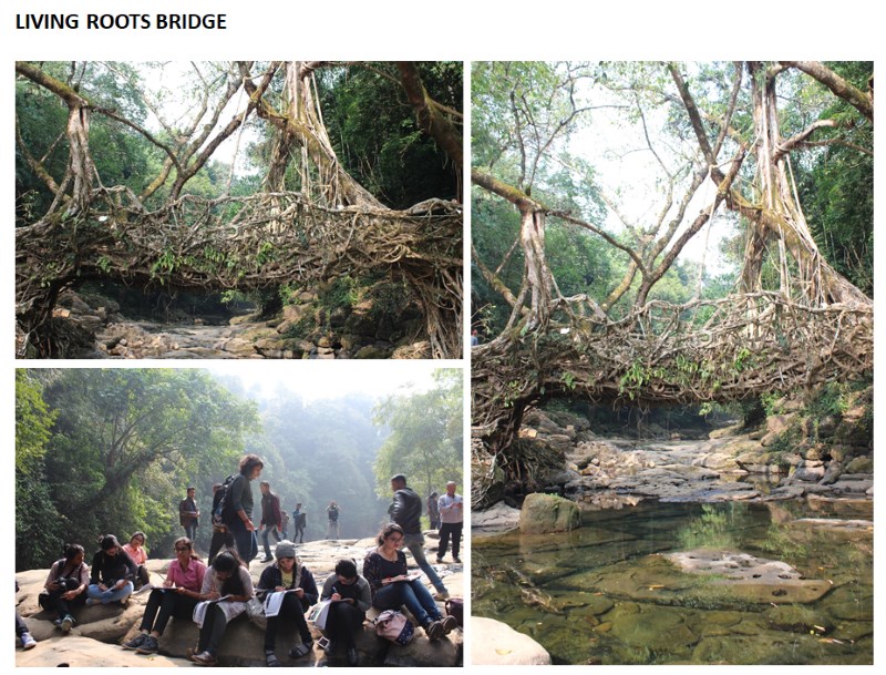 living-roots-bridge